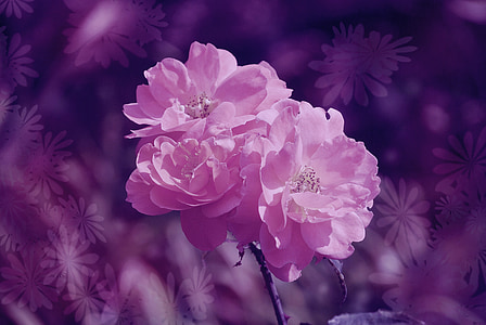 color de rosa, flor, flores, fantasía, tarjeta de felicitación, imagen