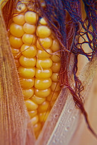 kukurydza, Kolby kukurydzy, roślin kukurydzy, kukurydza na włosach cob, jedzenie, włosy, kukurydza włosów