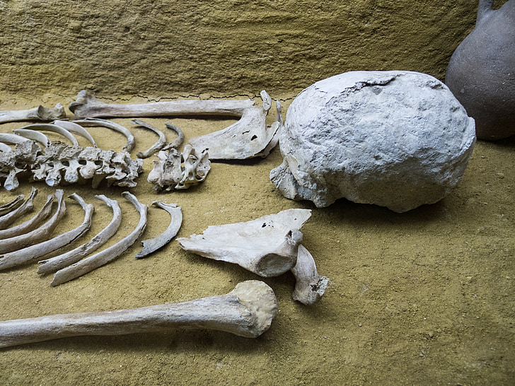 skeleton, bones, femur, museum, bury, dead, skull