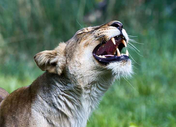 sư tử, động vật ăn thịt, động vật, kêu la, răng nanh, răng