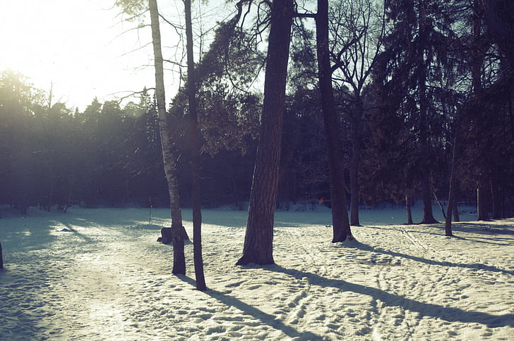 冬, 自然, 雪, 冷, 風景, 木, 春