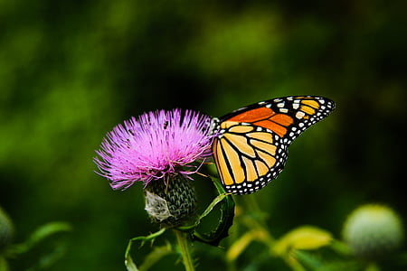 gul, orange, sommerfugl, lilla, blomst, fotografering, sommerfugl