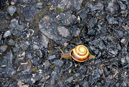 snail, slowly, shell, nature, animal, crawl