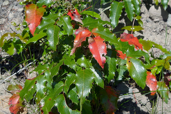 english holy, plant, forest, nature, autumn, fall, leaf