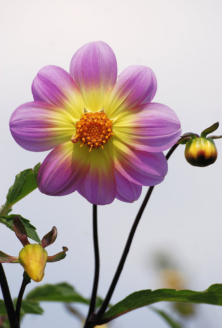 Dahlia, Hoa, Sân vườn, đầy màu sắc, hoa lớn, màu tím, màu vàng