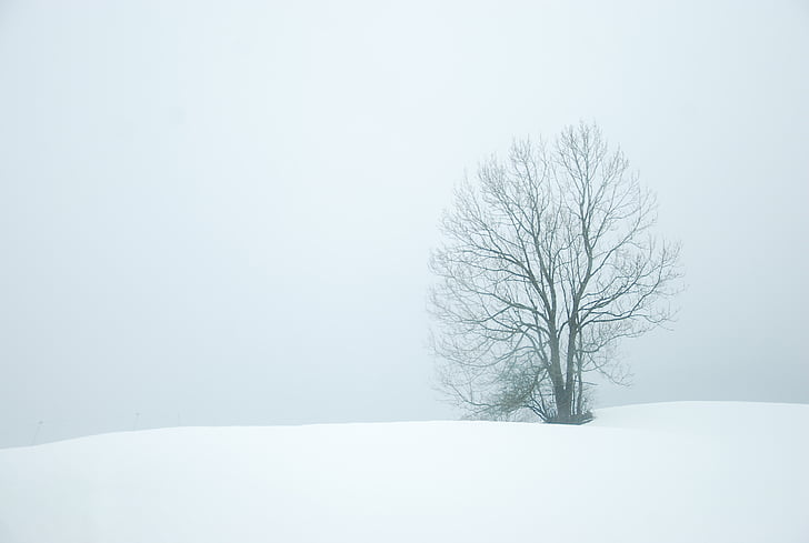 holé, strom, uprostred, sneh, kryt, pole, Dĺžka