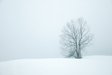 çıplak, ağaç, çevrili, kar, kapak, alan, gündüz