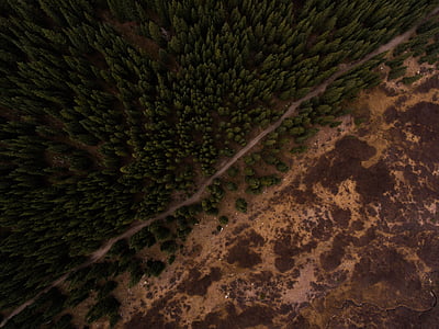 bird's eye view, forest, landscape, outdoors, trees, woods