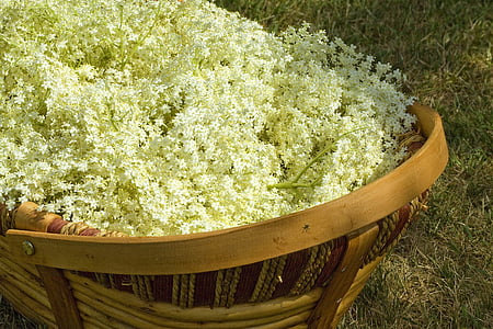 Elderflowers, campiña inglesa, cordial, hacer flor de saúco cordial, artesanía del país, hora de verano, naturaleza