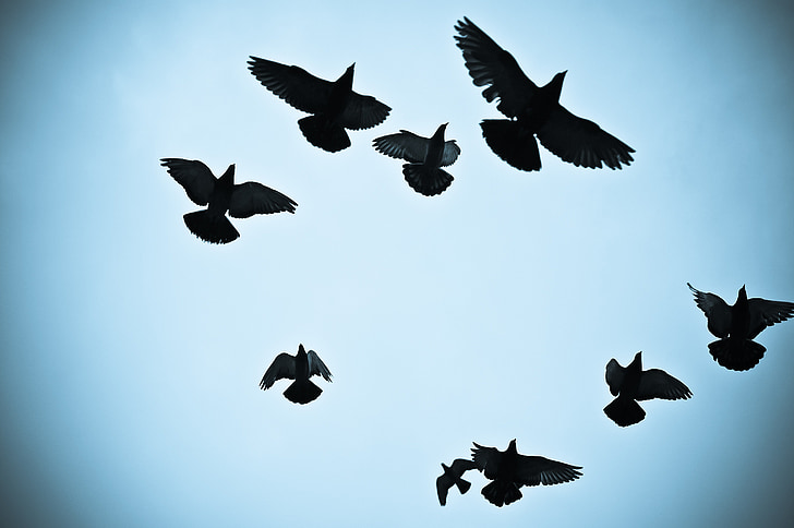 birds, pigeons, silhouette outline