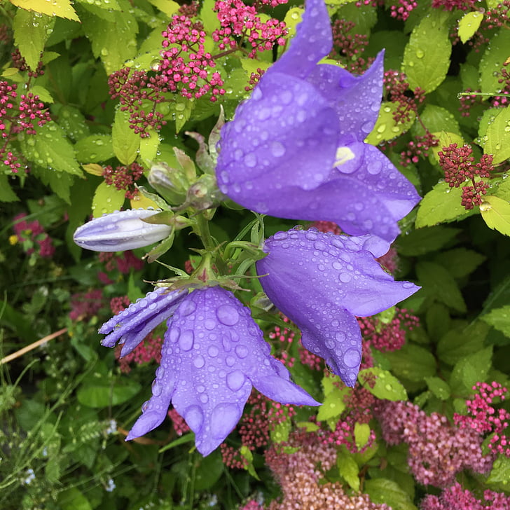 raindrops, purple flower, flower, garden, petals, blossom, spring shower