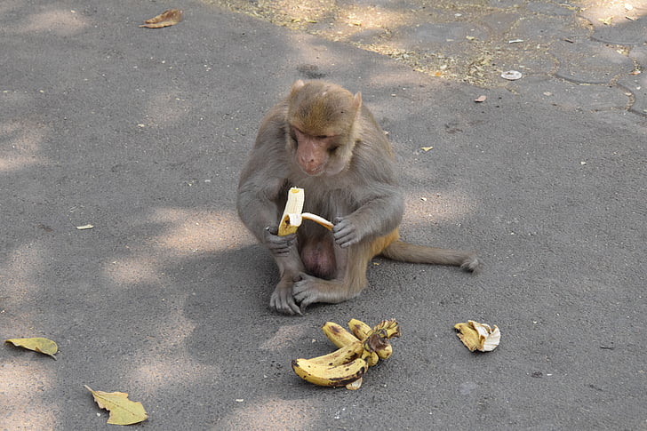 monkey, road, concrete, banana, away, wall, asphalt