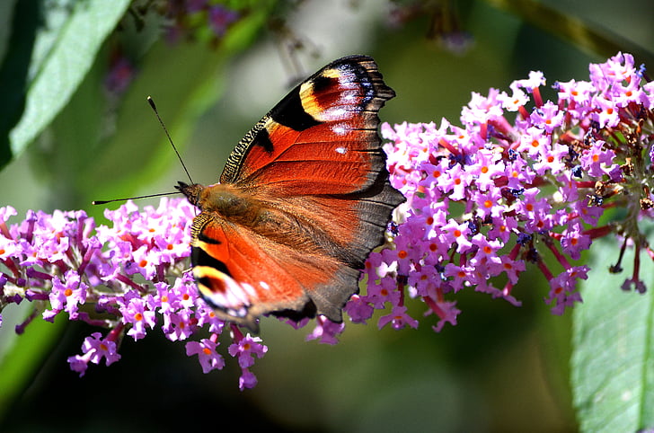 kupu-kupu, satwa liar, serangga, alam, musim panas, bunga, satu binatang