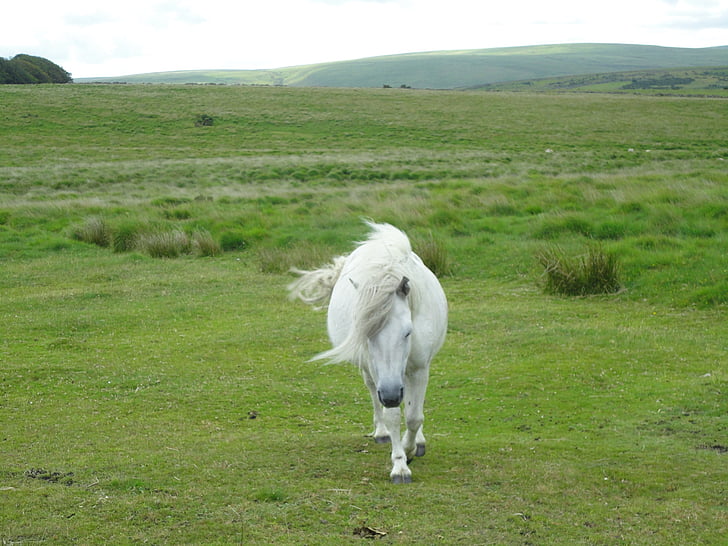 ponijs, zirgs, Dartmoor ponijs, mazs zirgu šķirnes, ganības, daba, dzīvnieku
