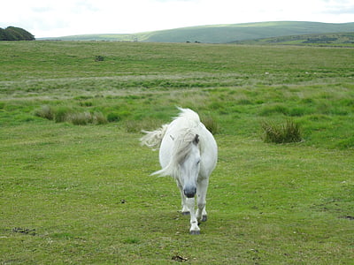 пони, кон, Dartmoor пони, малък кон въдя, пасища, природата, животните