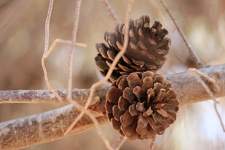 pinecone, branch, nature, pine, twig, flower, plant