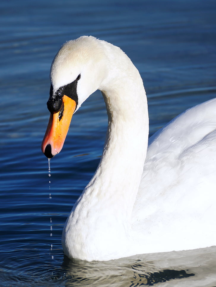 Swan, alb, apa, pasăre, lebada alba, Lacul, pasăre de apă