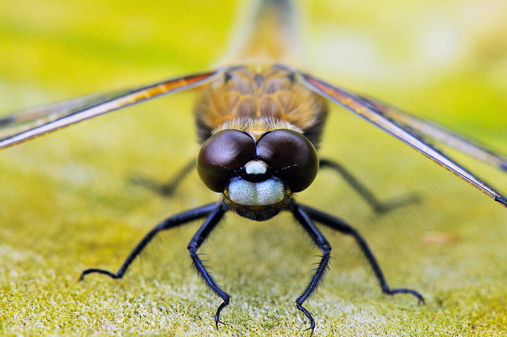 vier-spotted dragonfly, dieren, libellen, sluiten, insect, één dier, dier wildlife