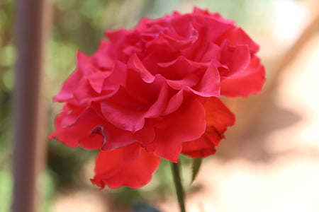 rode roos, bloem, steeg, rode rozen, romantiek, romantische, Blossom