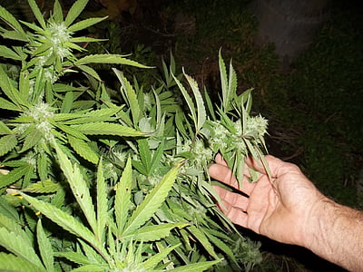 cannabis, mauvaises herbes, marijuana, pousser de la ganja, plante, feuilles, médicaments