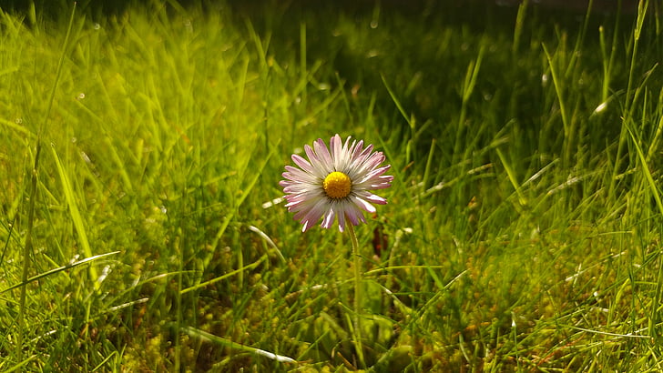 Daisy, kvet, tráva, lúka, jar, Zavrieť, Príroda