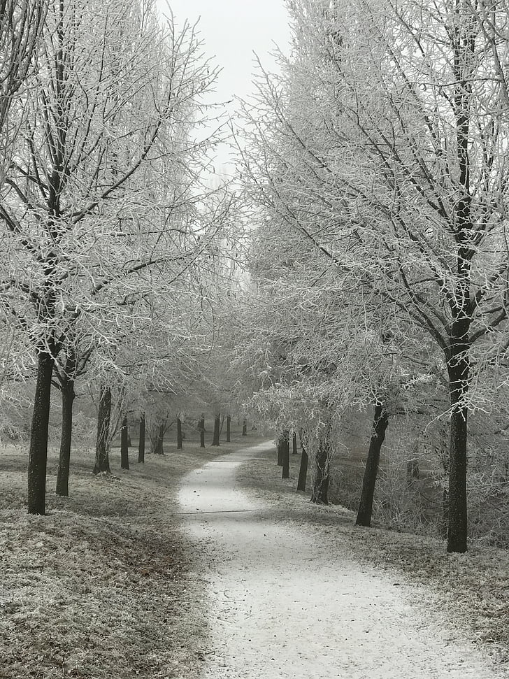 ära, talvistel, puud, härmatis, Odenwaldi, Bensheim, talve meeleolu