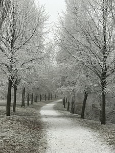 Embora, invernal, árvores, geadas, Odenwald, Bensheim, clima de inverno