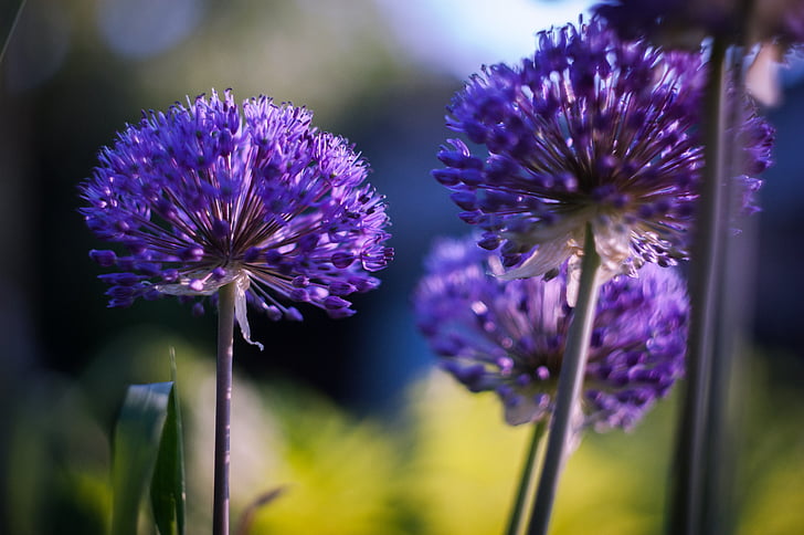 kesällä, kukat, violetti