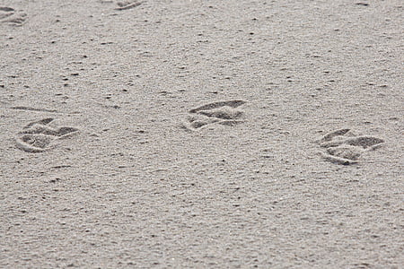 traces, sand, bird, still life, beach, footprint, reprint