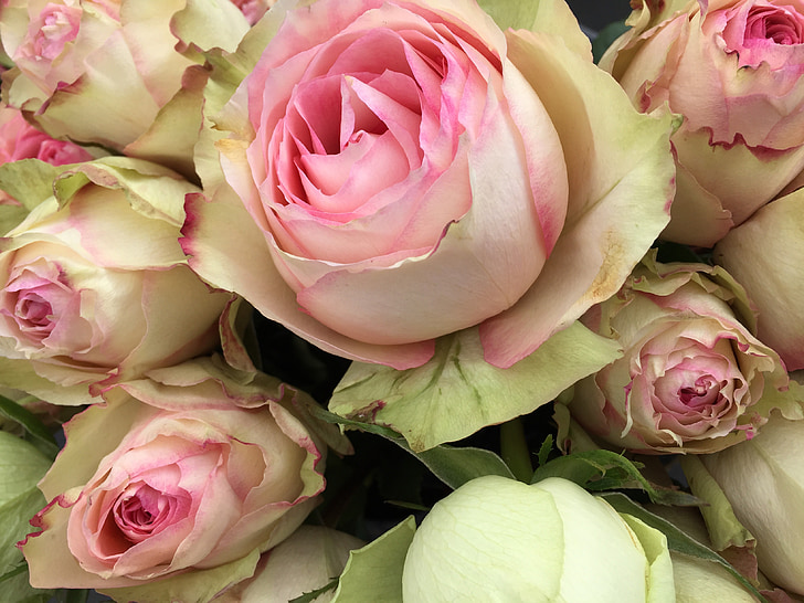 pinkroses, Roses, flor, l'amor, floral, Romanç