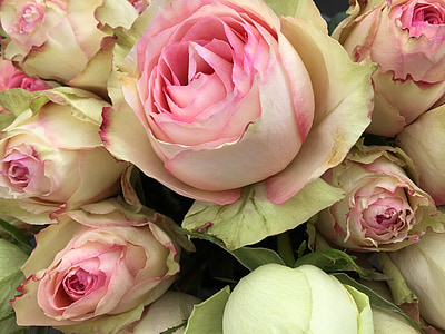 pinkroses, rosas, flor, amor, floral, romance