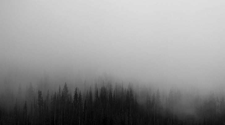 silhouet, foto, hoog, bomen, mistig, tijd, bos