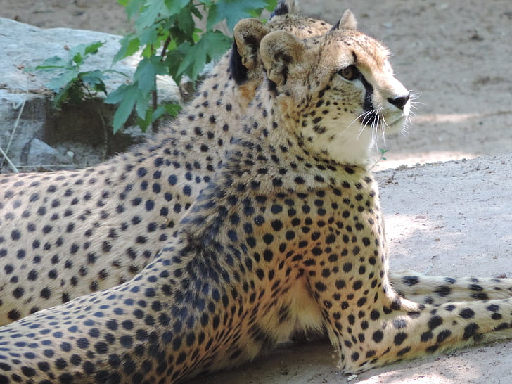 Cheetah, katten, stor katt, Afrika, rovdyr, dyrehage, vilt dyr