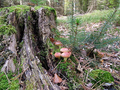 nature, forest, strunk, root, tree stump, mushrooms, fir green