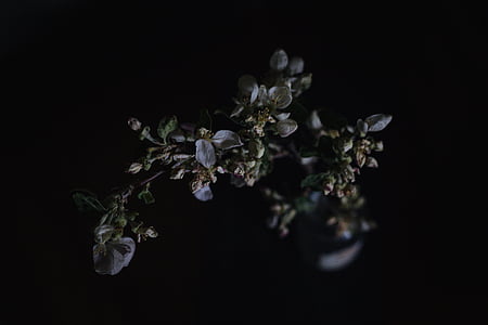цвете, Блум, венчелистче, природата, растителна, тъмно, едър план