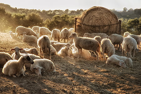 ovce, přeložení, světlo, stádo, zvíře, zvířecí motivy, hospodářská zvířata