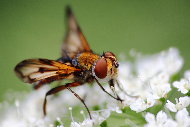 insektov, letenje, krilo, blizu, cvetje, makro