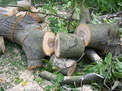 дърво, нарязан, дървен материал, дървообработка, разбити, щамове, кора