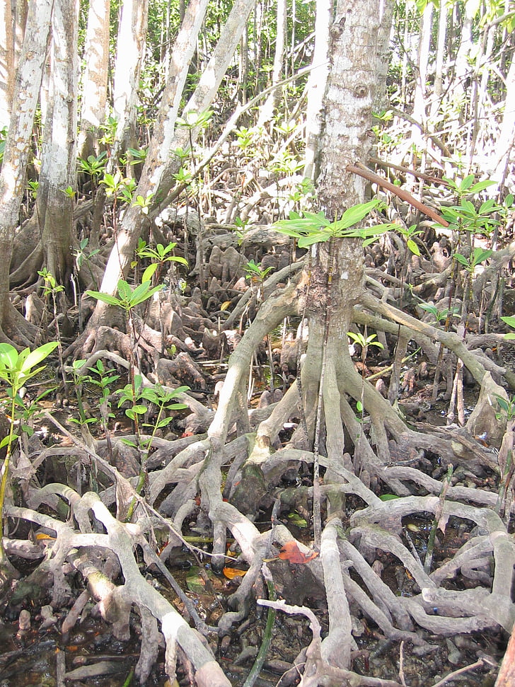 mangrove, koks, saknes, krasts, daba, ārpus telpām, meža