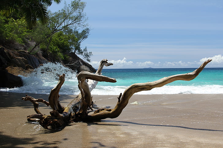 Anse, principaux, plage, réservé (e), Seychelles, Baie de la mer, mer