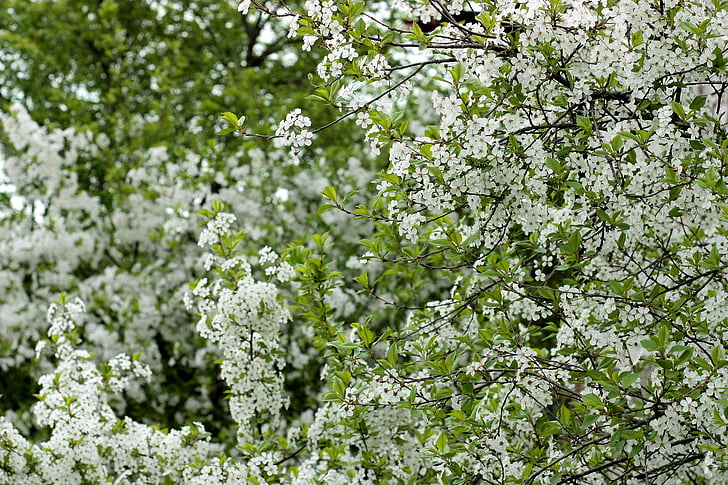 Hoa, trắng, Casey, cây, mùa xuân, phát triển mạnh mẽ