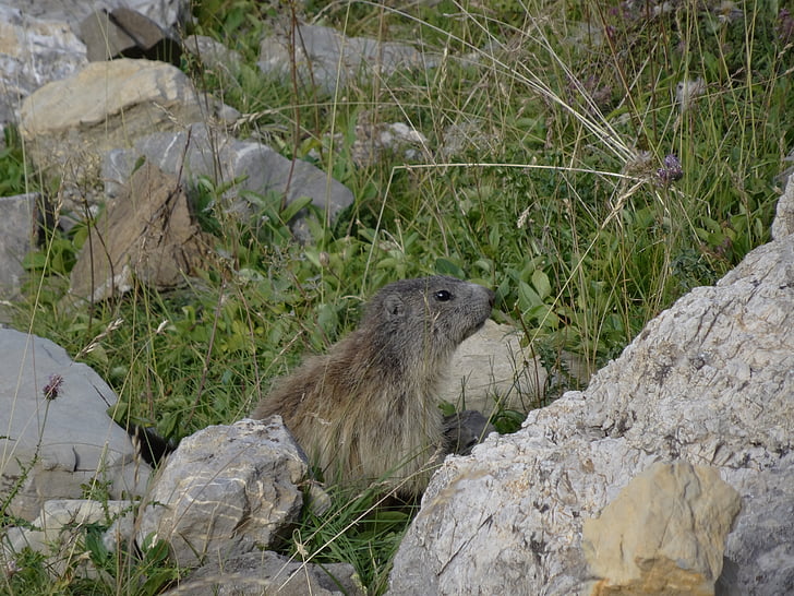 marmot, mountain, wildlife alps, alps of high provence, wildlife, annimaux, nature