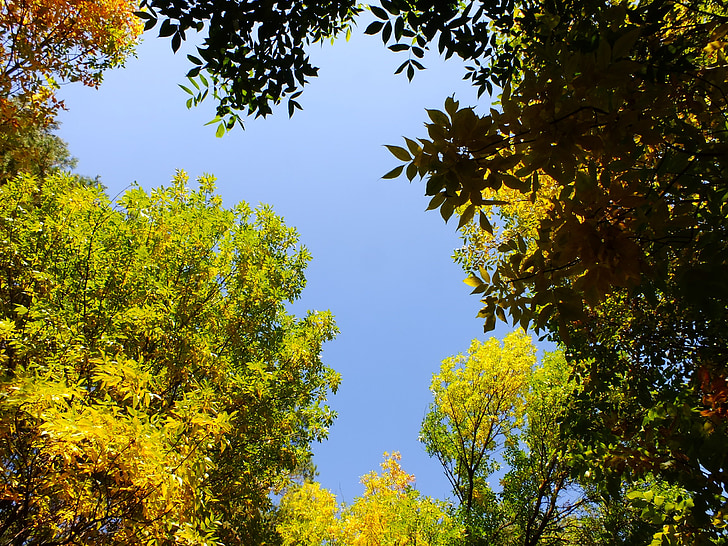 гора, дървета, природата, на открито, жълто, Есен, Русия