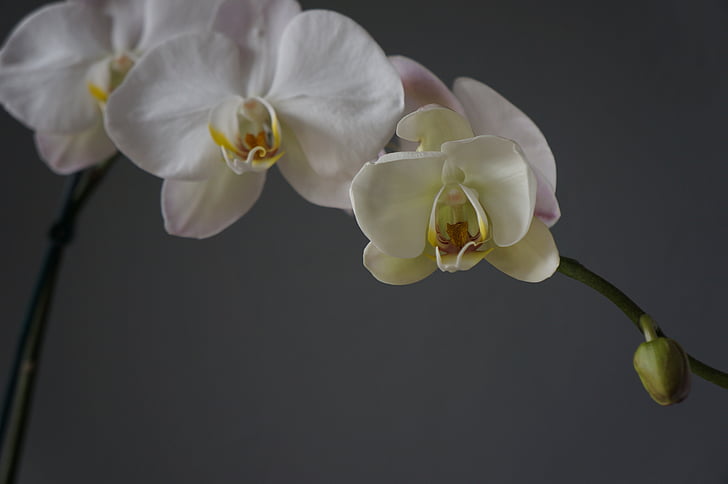 orkideer, kopper, hvit