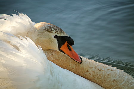 Swan, air, sayap, burung air, burung, putih, bulu