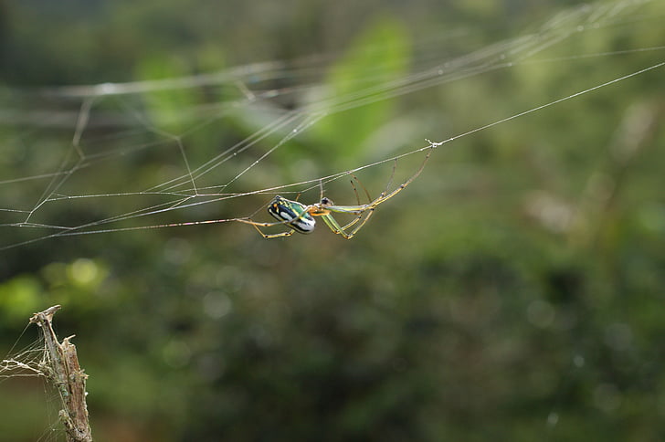 žuželke, območje, kotliček, Quindio, Kolumbija, pajek, spletni pajek