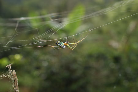 insetos, área, Kettle, Quindio, Colômbia, Aranha, teia de aranha