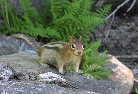 gyldne mantled ground egern, gnaver, Fur, Wildlife, natur, dyr, pattedyr