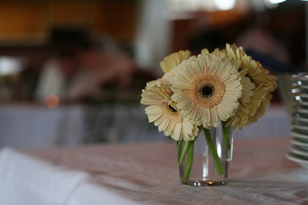 blomst, Gerbera, lille, dekoration, blomster, bud, gul