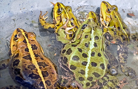 žába, zelená žába, ropucha, vodní živočich, rybník, Příroda